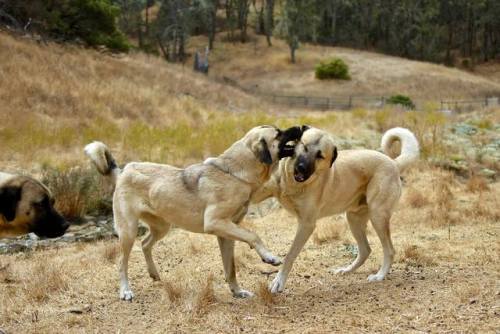 livestockguardiangod:Wrestling Anatolian Shepherds of Siginak Anatolians, source