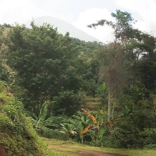 Walking in the mountains outside of Surabaya. #clouds #freshair #opportunity #covi̇d_19 #socialdista