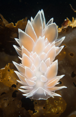 ohnoproblems:  trynottodrown:  Frosted Nudibranch