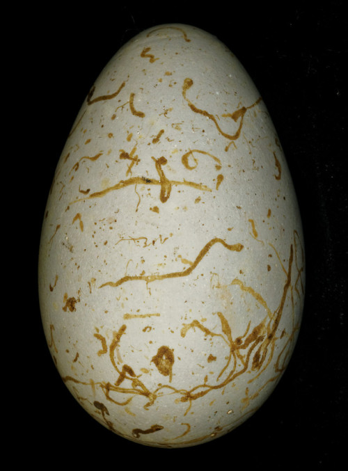 The amazing vareity of Guillemot (Uria Aalge) eggs from Birmingham Museums Trust’s collection.