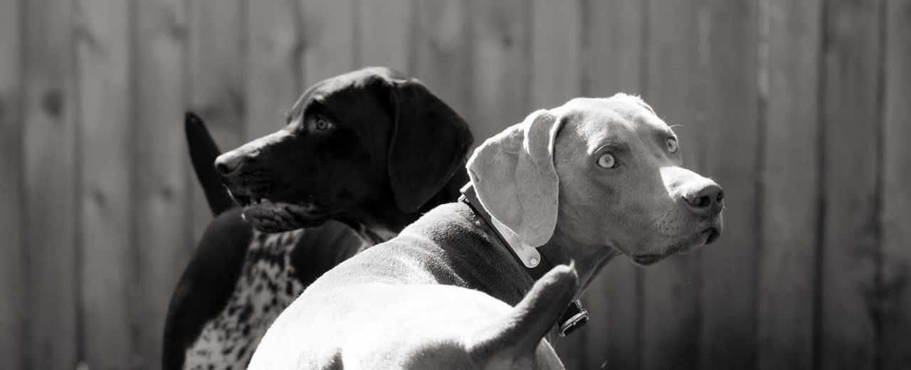 The soul of a dog