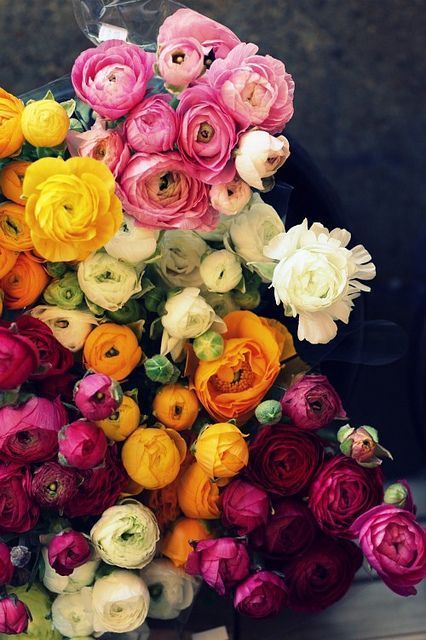 flowersgardenlove:  Gorgeous Flowers Beautiful gorgeous pretty flowers 