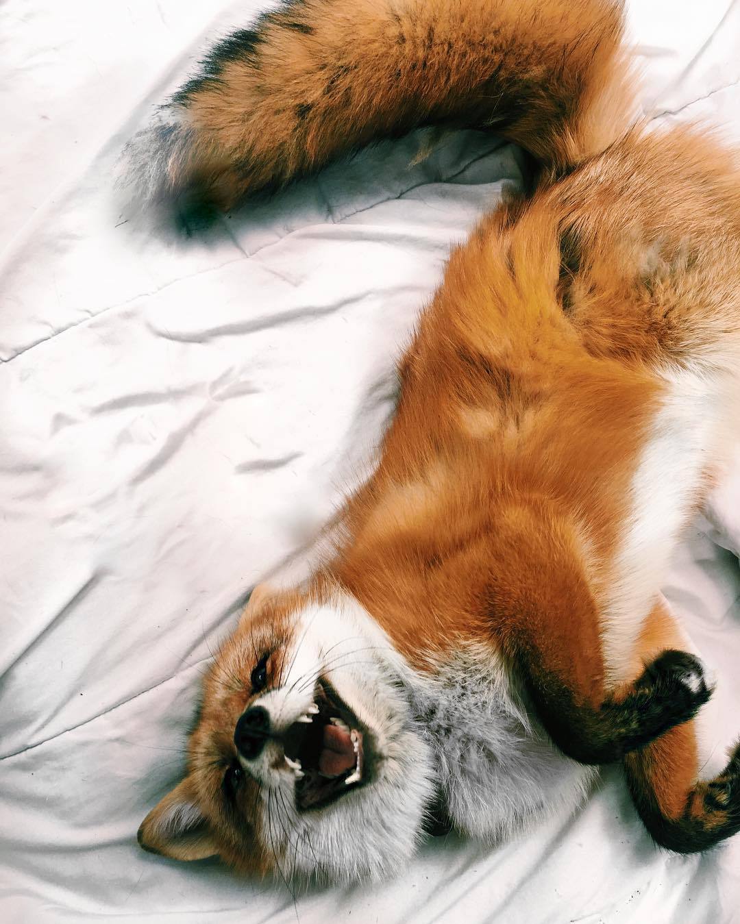 everythingfox: Happy Foxy Tuesday! 🦊🐾 Juniper’s Instagram  &lt;3