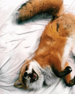 Everythingfox:  Happy Foxy Tuesday! 