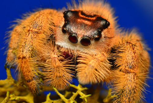 kas-e:P. Regius X Otiosus (Hybrid) - Penultimate femaleShot with a 28mm reverse mounted, most are st