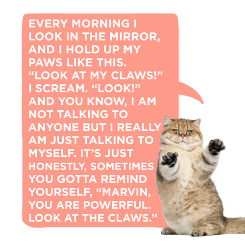 buzzfeed:Which Cat Should Give You A Pep Talk?In case you need a little inspiration right meow.