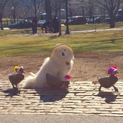 Harvarddangerfield:  Easter Bonnets Ready! 🐣💐👒  #Makewayforducklings (At