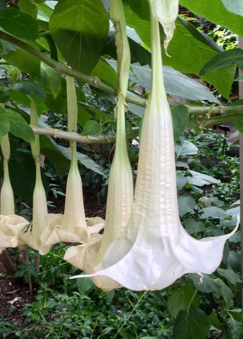 Angel Trumpet Flowers (Brugmansia spp.), United States National Botanical Garden, Washington, DC, 20