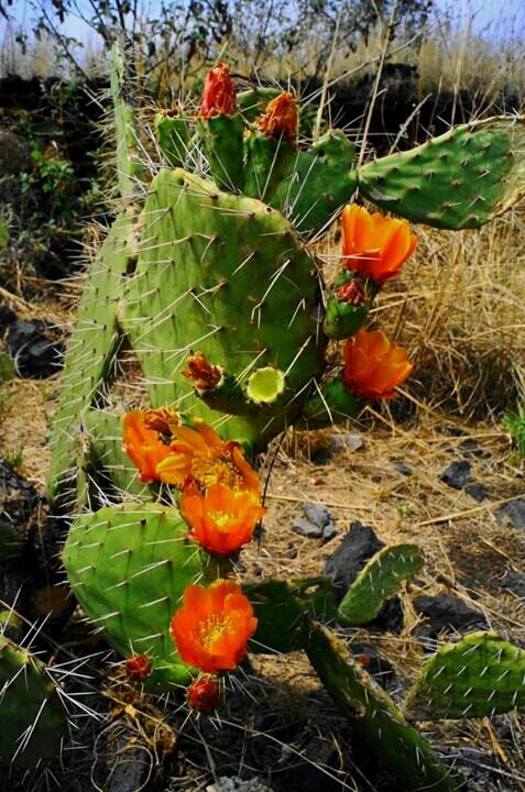 coatly501:  Nopales con flor(from @Coatly on Streamzoo) 
