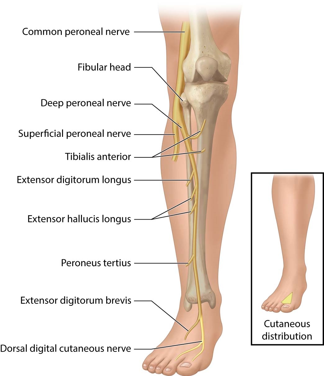 MCAT Memoranda — Common fibular nerve = common peroneal nerve A...