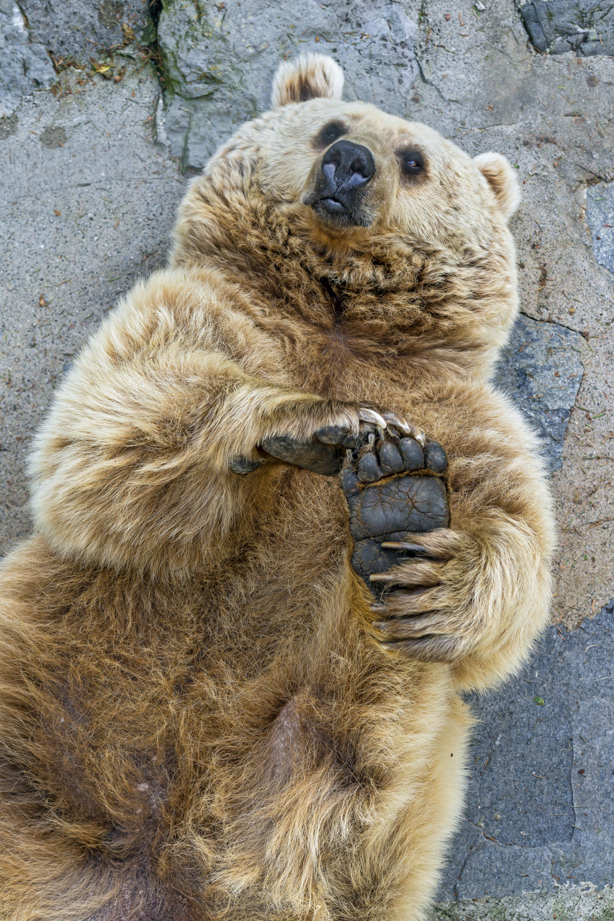 Porn photo fridaybear:F R I D A Y has arrived!Make yours