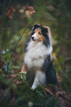 handsome dogs for you in these trying times