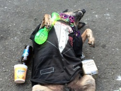 memeguy-com:  A homeless guy on Bourbon Street trained his dog to play passed out I paid a buck for this photo