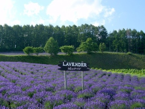 beautyofjapan:Lavender field, Hokkaido, Japan