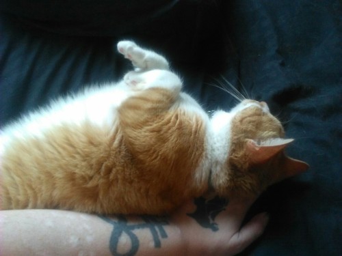 atalantapendrag: Boston thinks my arm is his backrest and my hand is his pillow.