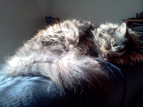 atalantapendrag:Anya likes snoozing on my pillow also.