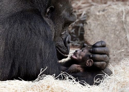 jtotheizzoe:  Animal Morality Excellent read in Aeon Magazineabout the scientific and philosophical question of when apparent moral behavior in animals really becomes moral behavior. You know, whatever that is. Case in point:  “Binti Jua, a gorilla