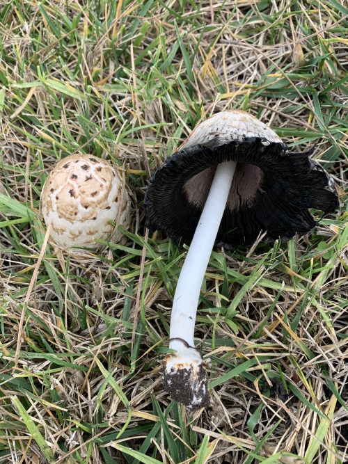 Coprinus comatus 