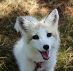 everythingfox: !!! Khala the Fox  Eeeee cuuuuute