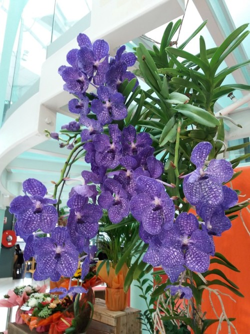 Vanda orchid ! 60 years old ! first flower after 12 years ! one ore two leaves by year ! very precio