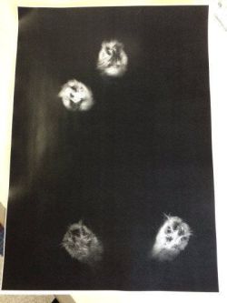 justcatposts:  cat scan