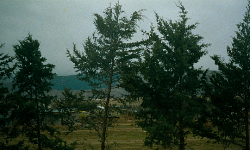 pierppasolini: Through the Olive Trees (1994) // dir. Abbas Kiarostami