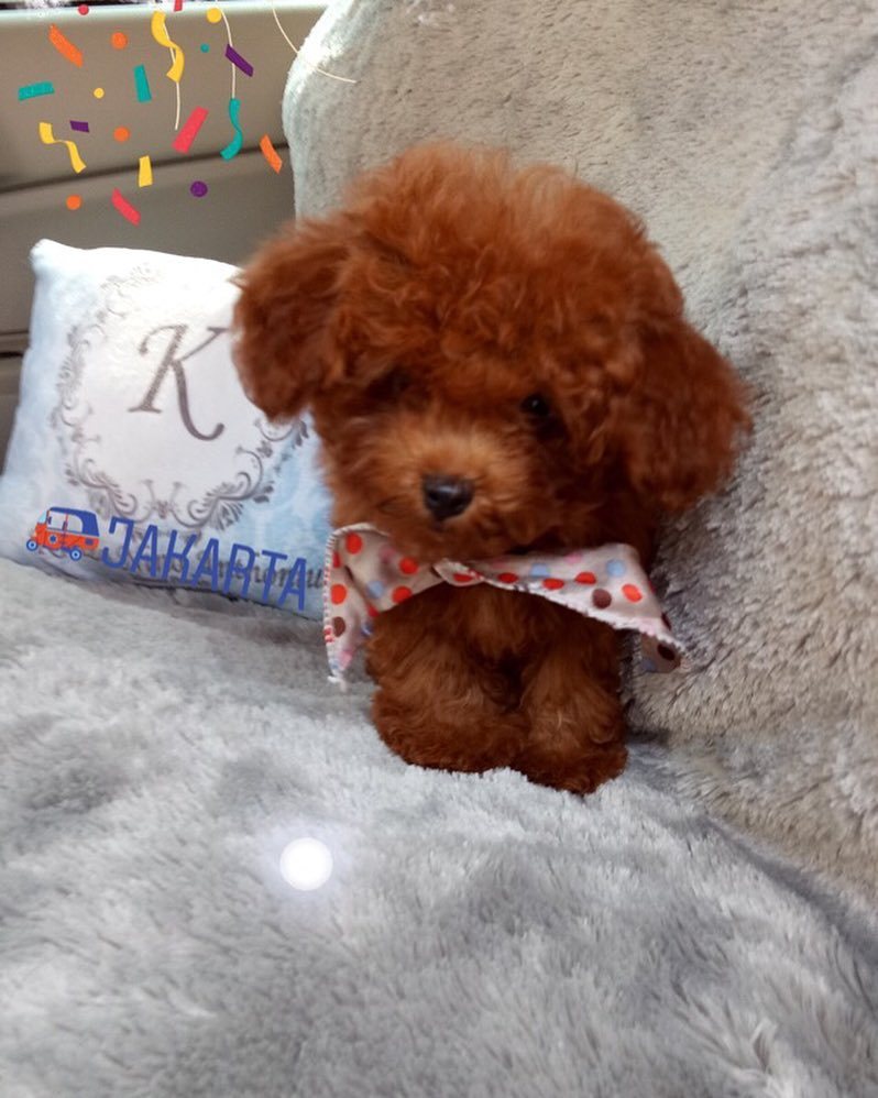 anjing red poodle