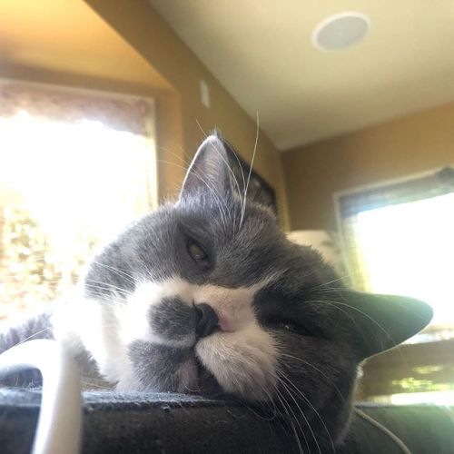 Sleepy fangy baby #ねこ#고양이 #gato #gatito #cat #britishshorthair https://ift.tt/2WAlsAC