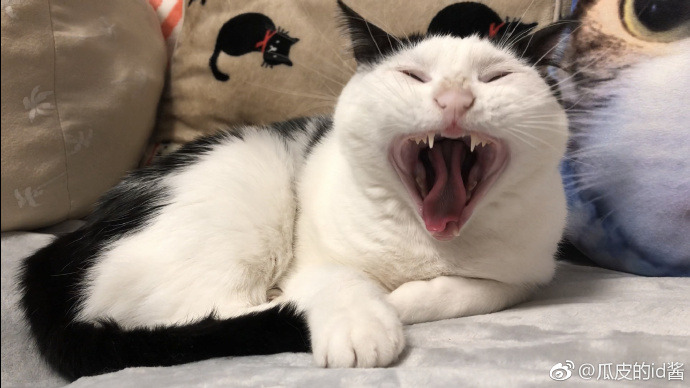 world-of-cats:  Source