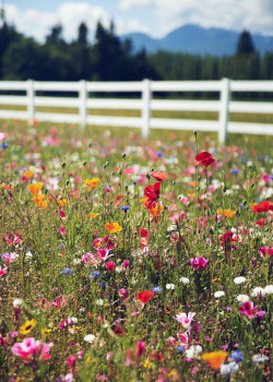 katiethompson: Poppies Squim, Washington