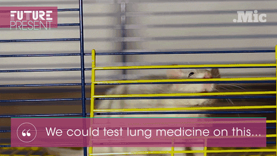 brigpod:  micdotcom:  Watch: These tiny “organ” chips could end animal testing