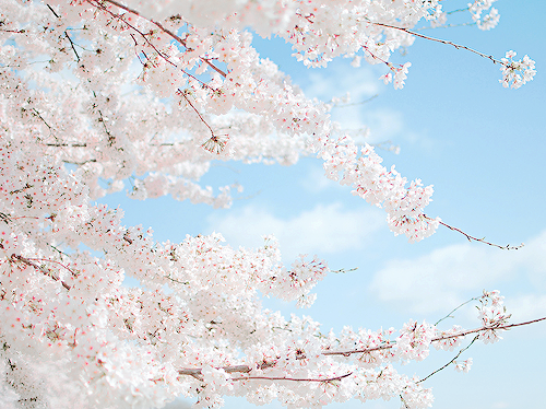 korean-summer:credit 