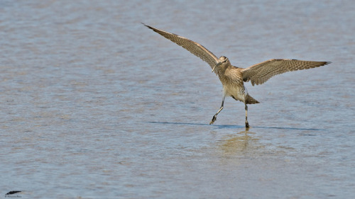 blogbirdfeather:Whimbrel - Maçarico-galego (Numenius phaeopus)Vila Franca de Xira/Portugal (5/05/202