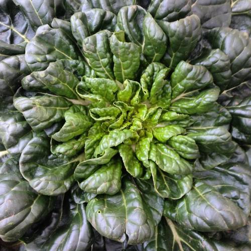 I’m always hypnotized by tat soi. #winter #greens #Vermont @tamarackhollowfarm (at Union Squar