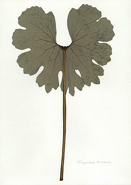 Botanical SpecimensMounted by Heather Sandifer, 2004
