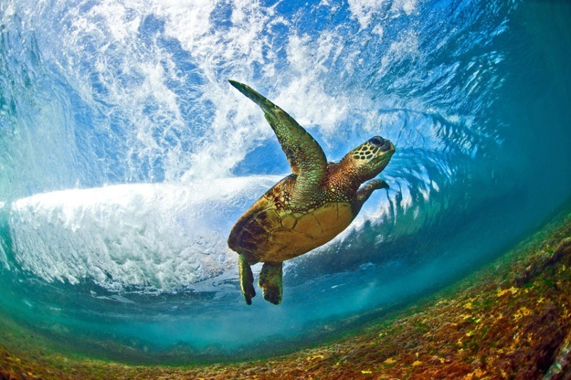 nubbsgalore:  endangered hawaiian green sea turtle (or honu in hawaiian) swimming