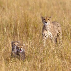 Fearsome little furball (Cheetah with her