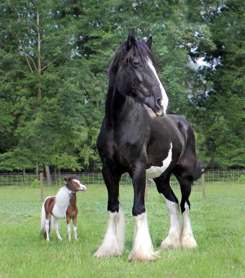 scarlettjane22:Gentle Carousel Miniature Therapy Horses i think one of them might not be miniature