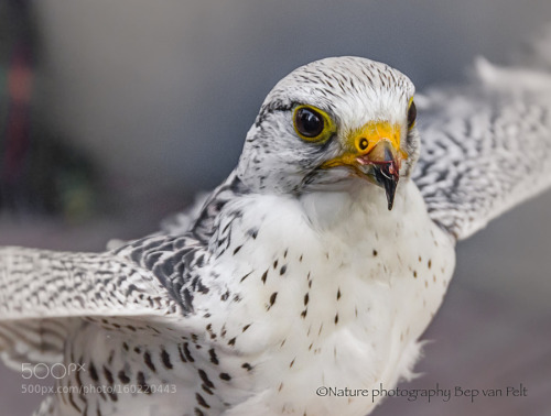 kohalmitamas: Gyrfalcon (Falco rusticolus) by bepenwilfrid Got something on your face.