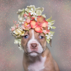 fireandshellamari:  boredpanda:    ‘Pit Bull Flower Power’ Already Found Homes For 140+ Pits (New Pics)    I dub them‘Pretty Pitties’ 