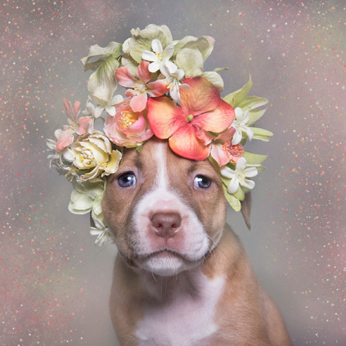 tamponinateacup: awesome-picz: ‘Pit Bull Flower Power’ by  French photographer Soph