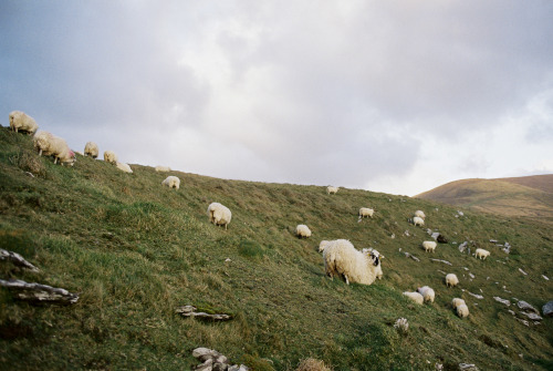 Porn stephaniedolen: a flock of sheep, ireland photos