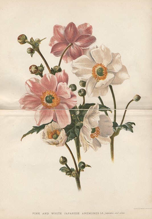 herdirtylittleheart:  Cassell’s Popular Gardening (1892)