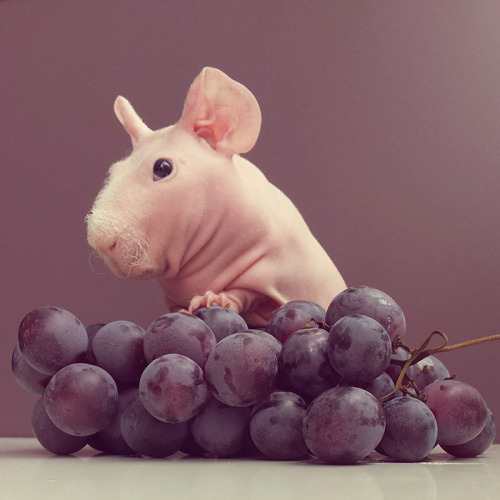 boredpanda:Naked Guinea Pig Poses With His Favorite Food