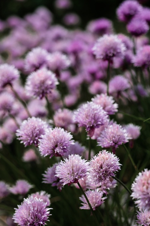 allium