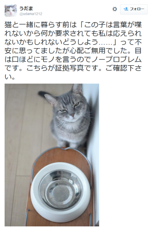 highlandvalley:  うだまさんはTwitterを使っています: “猫と一緒に暮らす前は「この子は言葉が喋れないから何か要求されても私は応えられないかもしれないどうしよう……」って不安に思ってましたが心配ご無用でした。目は口ほどにモノを言うのでノープロブレムです。こちらが証拠写真です。ご確認下さい。