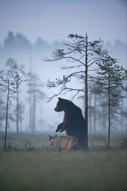 sisterofthewolves:  By Lassi Rautiainen