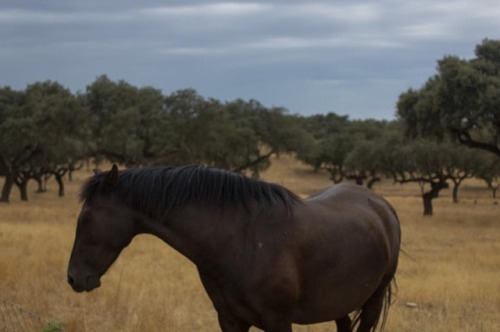 Portugal. . . . . #portugal #alentejo #alentejolovers #travel #horse #animal #country #farm #estremo