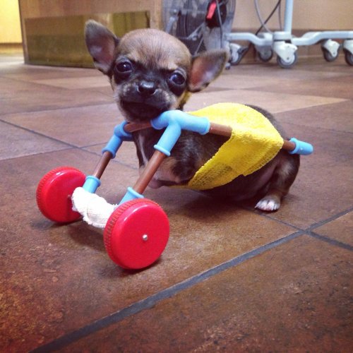 laughingsquid:
“Chihuahua Puppy with Missing Front Legs Gets Around Using Handmade Wheelchair Made Out of Toy Parts
”