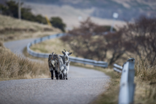 maternatura:  Feral Goat (Capra aegagrus hircus) and Baby by Daniel Brand